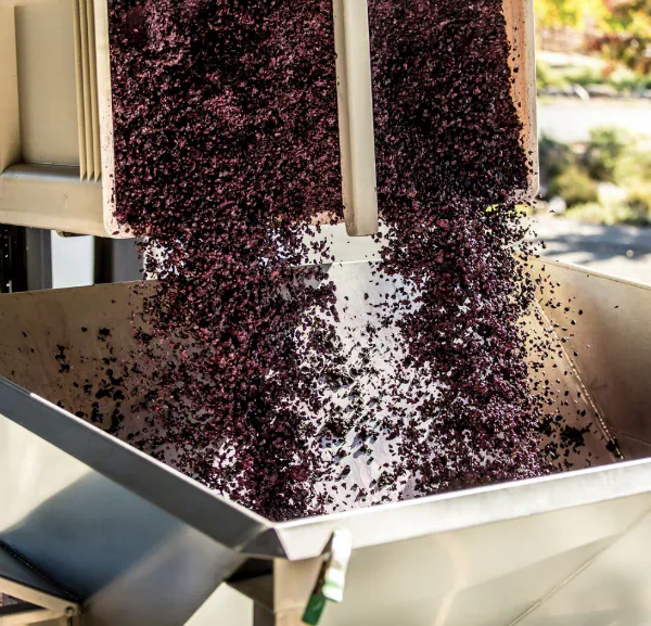 Grape marc coming out of the press during harvest — skins and seeds of red grapes, still wet, falling into a stainless steel vat.